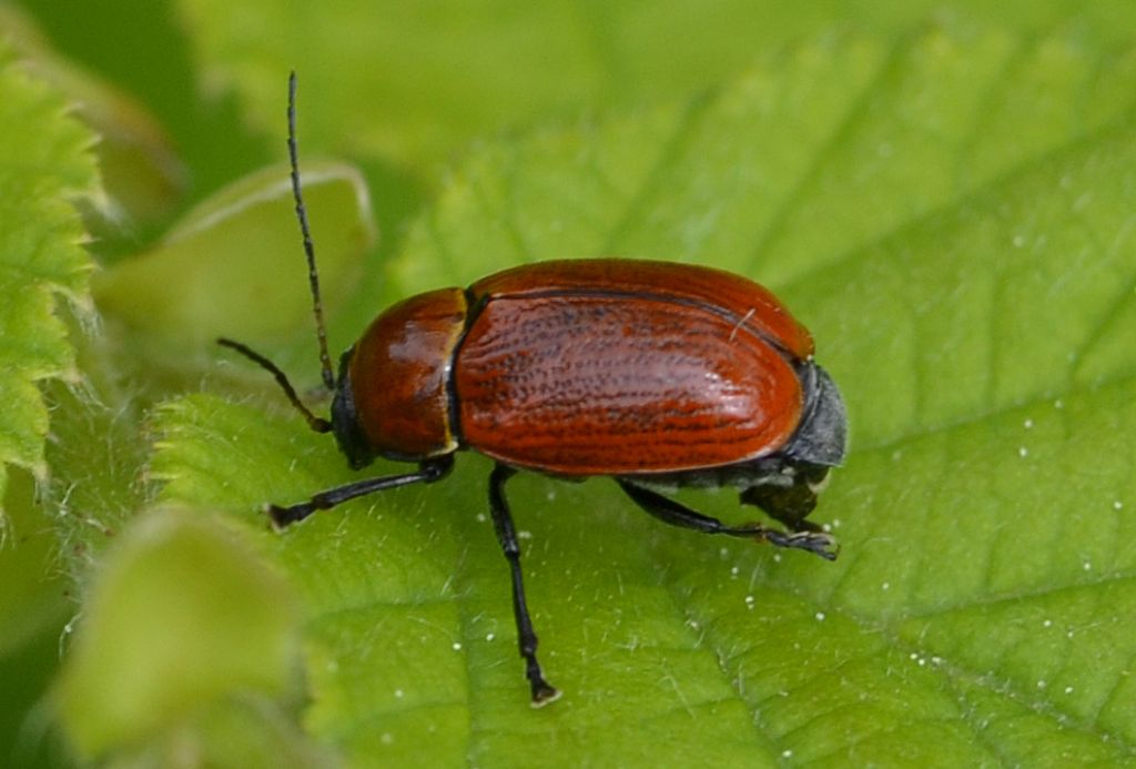 Cryptocephalus coryli - Chrysomelidae